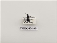 藏品(象鼻蟲(2))的圖片